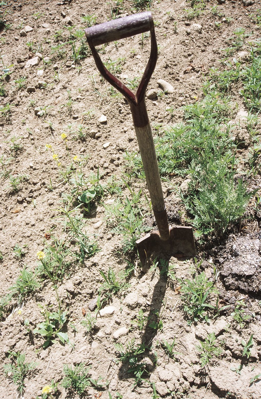 Arizona still in a mega-drought - drought artwork of shovel in dirt